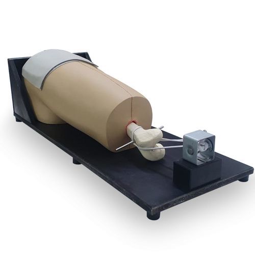 Anatomisches Modell / für orthopädische Chirurgie (Hüftarthroskopie) - SAM  - Nacional Ossos - Hüfte / Haut / Muskel