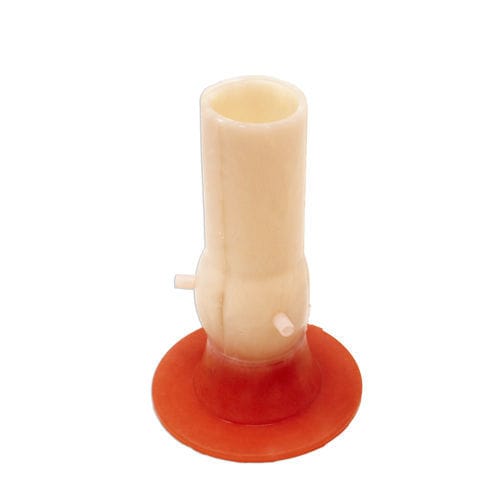 Anatomisches Modell / Herz - 0109 - LifeLike BioTissue Inc. - Koronararterien / Aortenklappen / für die Herzchirurgie