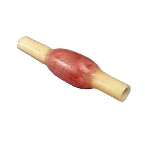 Anatomisches Modell / Eileiter - 050 series - LifeLike BioTissue Inc. - chirurgisch / Ausbildung / für Salpingektomie