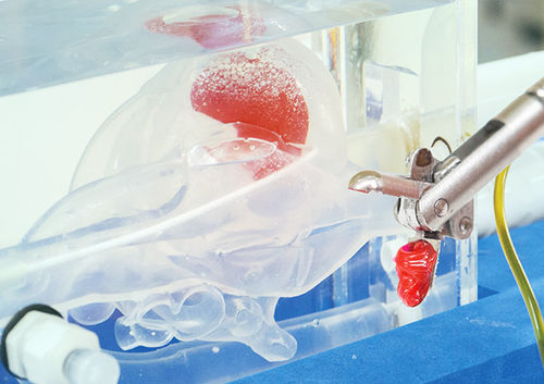 Anatomisches Herzmodell - JMC Corporation - Ausbildung / für Biopsie / transparent