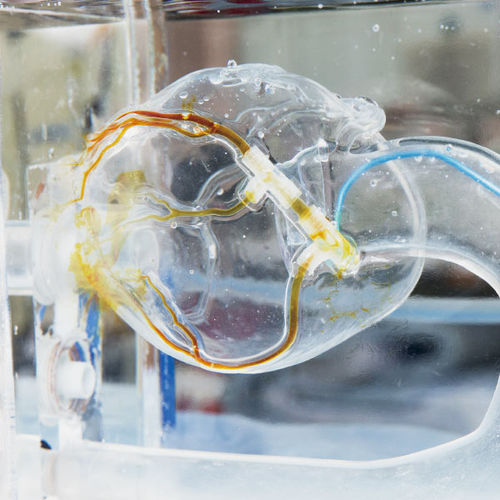Blutgefäße-Gefäßmodell - BIF Model - JMC Corporation - Ausbildung / transparent