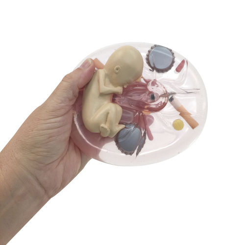 Anatomisches Modell / Fötus - 79809 - Health Edco & Childbirth Graphics - Ganzkörper / für Vorführzwecke / Schwangerschaft