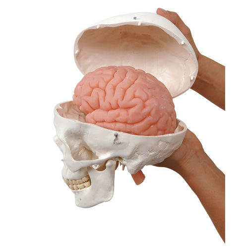 Anatomisches Schädelmodell - 52043 - Health Edco & Childbirth Graphics - Gehirn / für Vorführzwecke