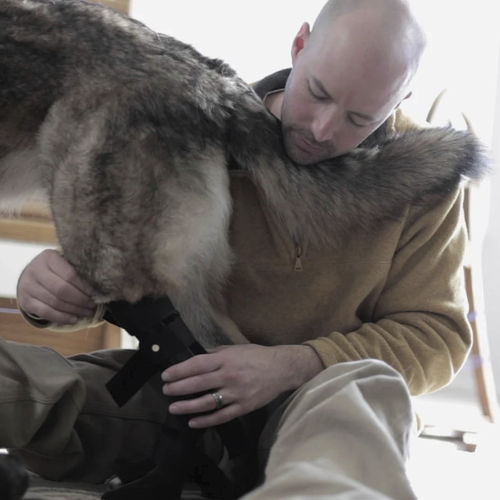 Veterinär-Orthese / für Hunde - Hero Braces - für Knöchel