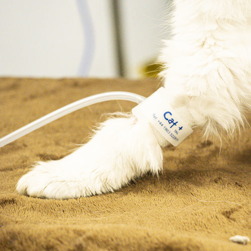 Blutdruckmessungs-Manschette - CAT+  - Thames Medical