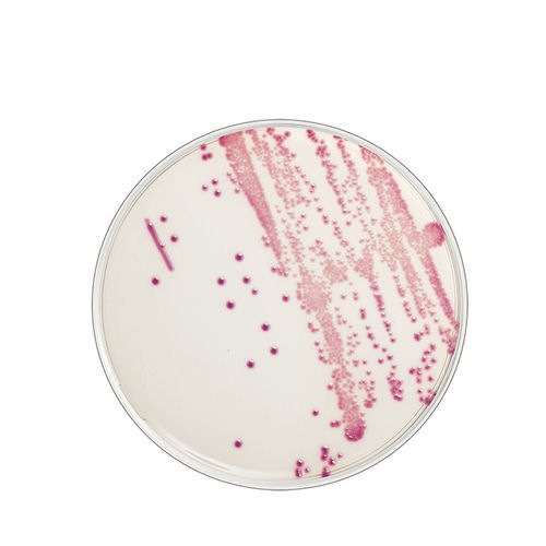Agargel Reagenz - FLEXICULT® ID - SSI Diagnostica - Pathologie / Escherichia coli / chromogen