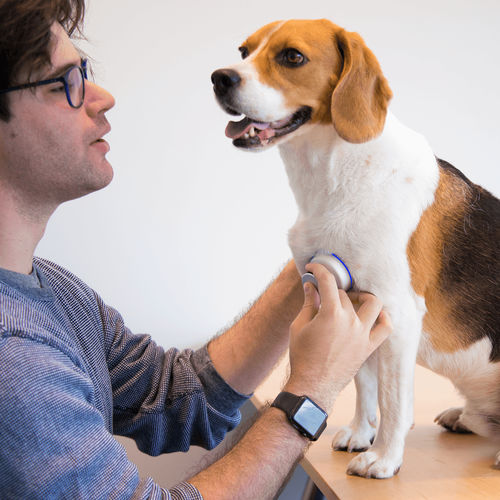 Stethoskop für Veterinärmedizin - Stethee Vet - M3DICINE - elektronisch / kabellos
