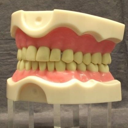 Anatomisches Modell / Mund - DOTFOX
