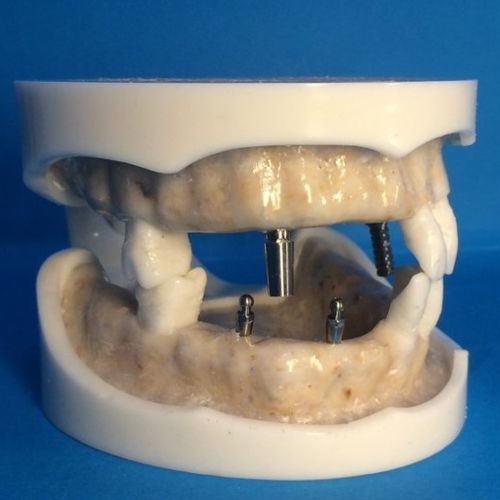 Gingivales anatomisches Modell - DOTFOX - Dental / chirurgisch / Näh