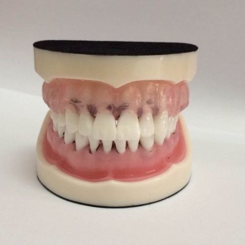 Anatomisches Modell / Mund - DOTFOX - für die Zahnhygiene