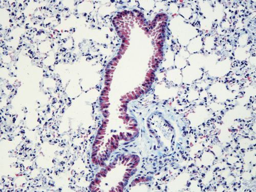 Gömöri-Trichrom-Reagenzkit - KH07002  - Bioquochem - für Forschungszwecke / für die Histologie / Essigsäure