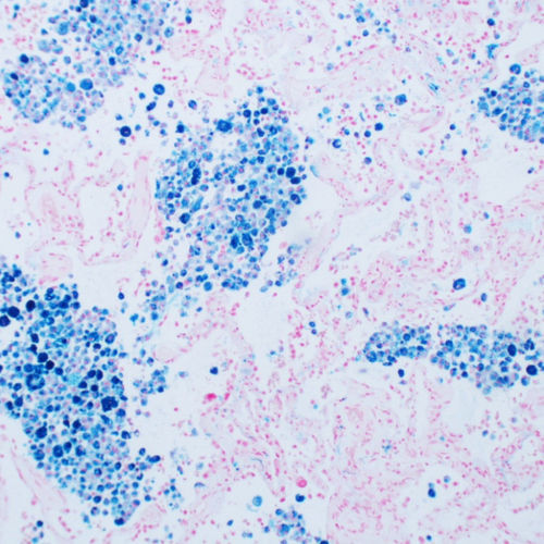 Eisen-Reagenzkit - KH07014  - Bioquochem - Farbstoff / für Forschungszwecke / für die Histologie