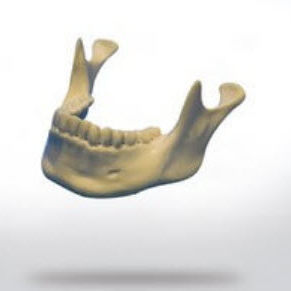 Anatomisches Modell / Knochen - 8900 - SYNBONE AG - Unterkiefer / für Implantologie / für die Ausbildung