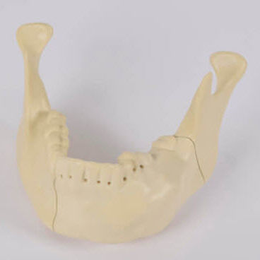 Anatomisches Modell / Unterkiefer - 8990.01 - SYNBONE AG - Knochen / Oberkiefer / Chirurgie