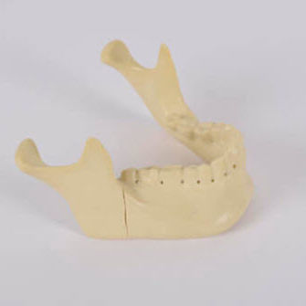 Anatomisches Modell / Knochen - 8959 - SYNBONE AG - Unterkiefer / Chirurgie / für Implantologie