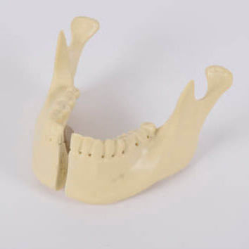 Anatomisches Modell / Unterkiefer - 8955 - SYNBONE AG - Oberkiefer / für orthopädische Chirurgie / für Implantologie