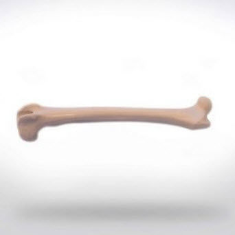 Anatomisches Modell / Oberschenkelknochen - 0822.00 - SYNBONE AG - Chirurgie / für Veterinärmedizin / für die Ausbildung