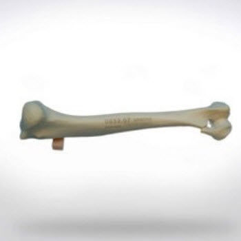 Anatomisches Modell / Humerus - 0852.07 - SYNBONE AG - Chirurgie / für Veterinärmedizin / für die Ausbildung