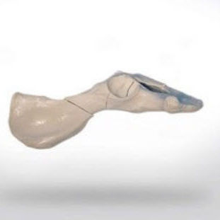 Anatomisches Modell / Becken - 0842.05 - SYNBONE AG - Chirurgie / für Veterinärmedizin / für die Ausbildung