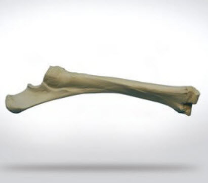 Anatomisches Modell / Radius - 0110 - SYNBONE AG - Chirurgie / für Veterinärmedizin / für die Ausbildung