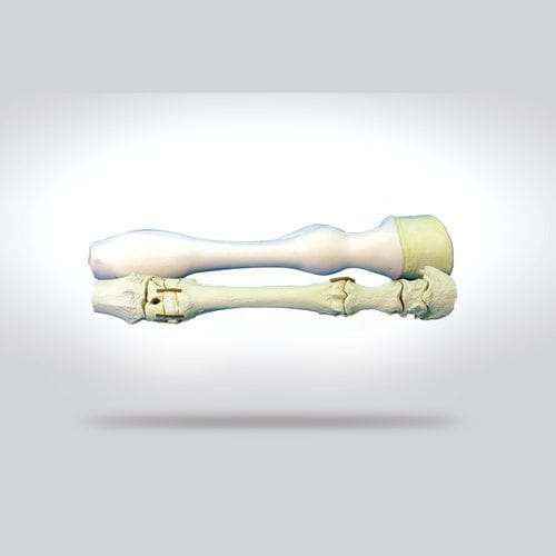 Anatomisches Modell / Knochen - 0130.1 - SYNBONE AG - Radius / untere Extremitäten / Chirurgie