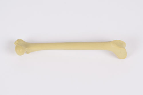 Anatomisches Modell / Oberschenkelknochen - 0922.00 - SYNBONE AG - Chirurgie / für Veterinärmedizin / für die Ausbildung
