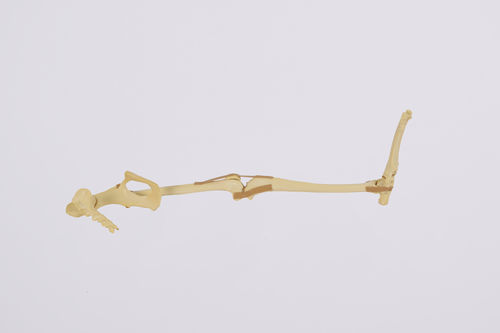 Anatomisches Modell / untere Extremitäten - 0906 - SYNBONE AG - Knochen / Becken / Patella