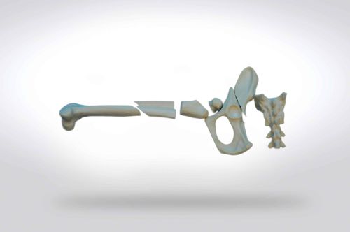 Anatomisches Modell / Becken - 0908 - SYNBONE AG - Kopf / Oberschenkelknochen / Kreuzbein