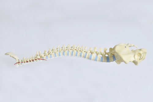 Anatomisches Modell / Knochen - LSS9305 - SYNBONE AG - spongiöser Knochen / Becken / Wirbelsäule