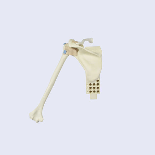 Anatomisches Modell / Gelenk - LSH5760 - SYNBONE AG - Humerus / Schulter / Schulterblatt