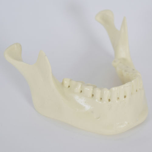 Anatomisches Modell / Knochen - 8950 - SYNBONE AG - Unterkiefer / für Implantologie / für die Ausbildung