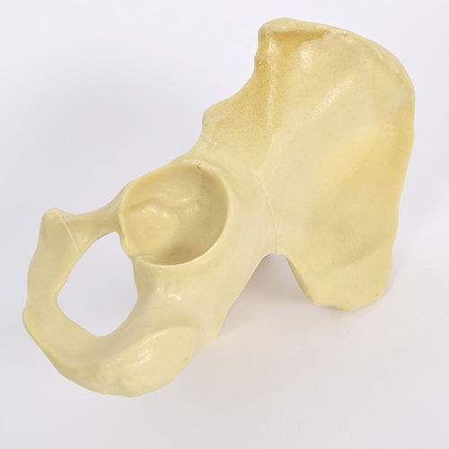Anatomisches Modell / Hemi-Pelvis - 4020 - SYNBONE AG - Gelenk / Hüfte / Chirurgie