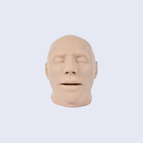 Anatomisches Schädelmodell - 8800.H - SYNBONE AG - Haut / Rippe / Chirurgie