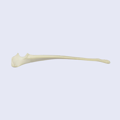 Anatomisches Modell / Knochen - 0832.00 - SYNBONE AG - Chirurgie / für Veterinärmedizin / für die Ausbildung
