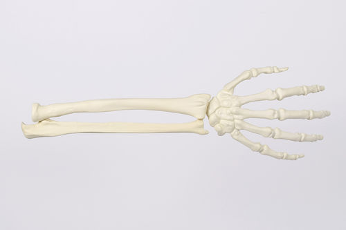 Anatomisches Skelettmodell - 9011 - SYNBONE AG - Hand / Radius / Handgelenk