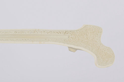 Anatomisches Modell / spongiöser Knochen - SYNBONE AG - Knochen / Gelenk / für orthopädische Chirurgie