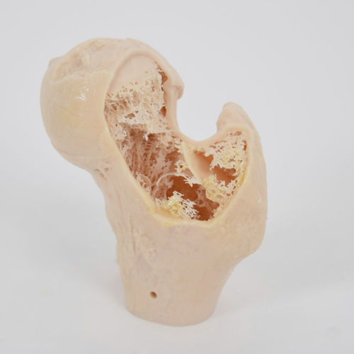 Anatomisches Modell / Knochen - SYNBONE AG - für orthopädische Chirurgie / Ausbildung / Polyurethan