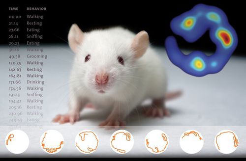 Analysesoftware - EthoVision XT - Bonther - überwacht / für Veterinärmedizin / für die Tierforschung