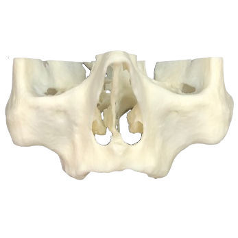Anatomisches Modell / Oberkiefer - 3D-101  - Selmodels SL
