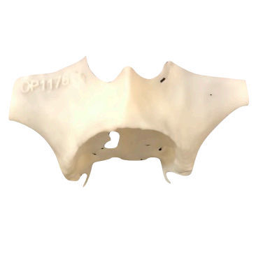 Anatomisches Modell / Oberkiefer - 3D-102 - Selmodels SL