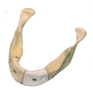 Anatomisches Modell / Unterkiefer - M-203 - Selmodels SL