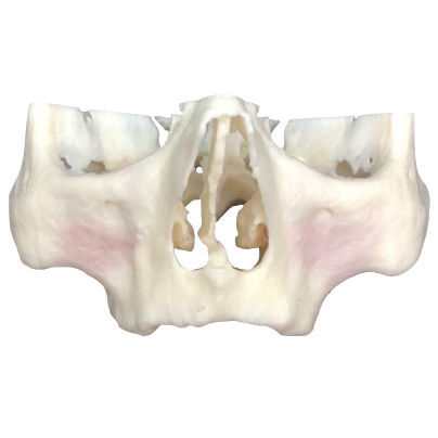 Anatomisches Modell / Dental - ZAGA - Selmodels SL - für Implantologie / Ausbildung / Kit