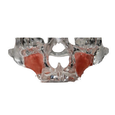 Anatomisches Modell / Oberkiefer - 3D-111-T - Selmodels SL - transparent