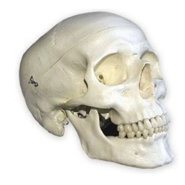 Anatomisches Modell / Knochen - DM – 162 - Selmodels SL - Schädel / Nebenhöhle / für Zahnchirurgie