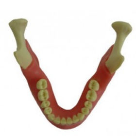 Anatomisches Modell / Knochen - EXT-1-G - Selmodels SL - Unterkiefer / für Zahnextraktion / Näh