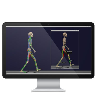 Analysesoftware - BoB - Delsys - Datenanalyse / Modellierung / Elektrokardiografie