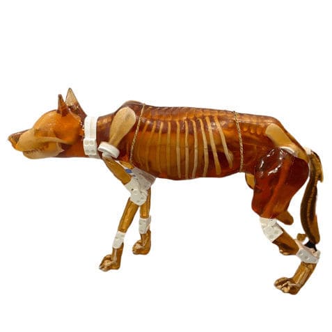 Veterinäres Testphantom / für Ultraschall - DG-A01 - True Phantom Solutions - für Röntgenaufnahmen / für Hunde