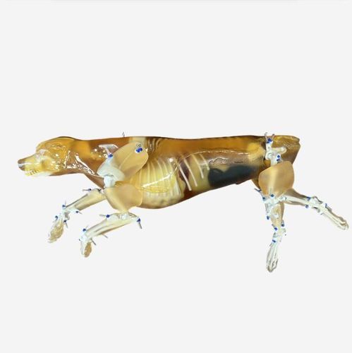 Veterinäres Testphantom / für Ultraschall - CN-A01 - True Phantom Solutions - IRM / X-Scanner / für Röntgenaufnahmen