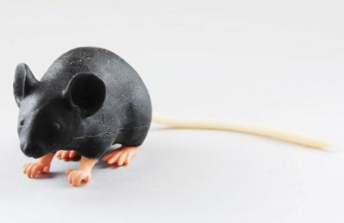 Injektionssimulator für intravenöse Injektionen - MIMICKY - INTELLIBIO - für Blutabnahmen / Ausbildung / für die Tierforschung