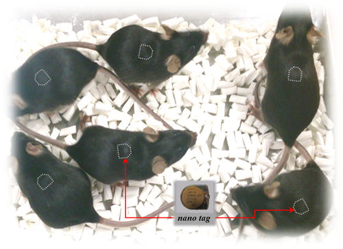 Telemetrisches Implantat / für die Tierforschung - nano tag® - Muromachi Kikai - für Mäuse / für Ratten / für Aktivität